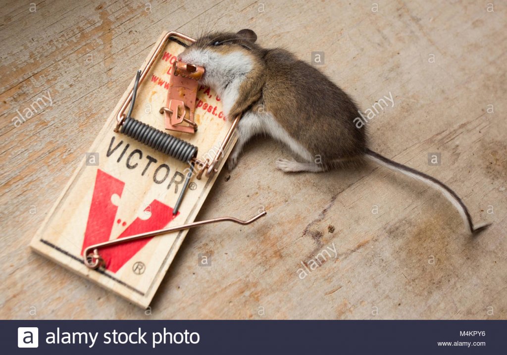 a-dead-mouse-in-a-victor-mouse-trap-house-mouse-mus-musculus-domesticus-M4KPY6.jpg