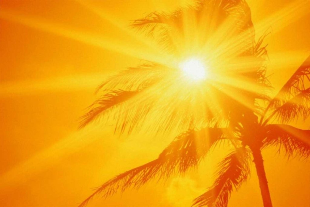 sun-palm-tree.jpg