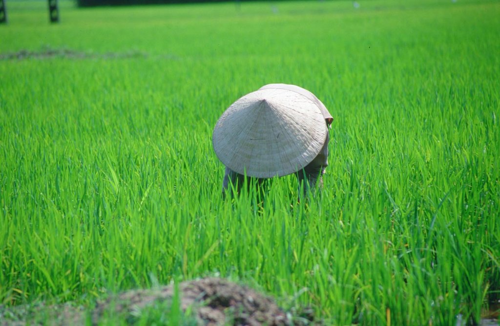 DAD Hue working in the rice field2_b.jpg