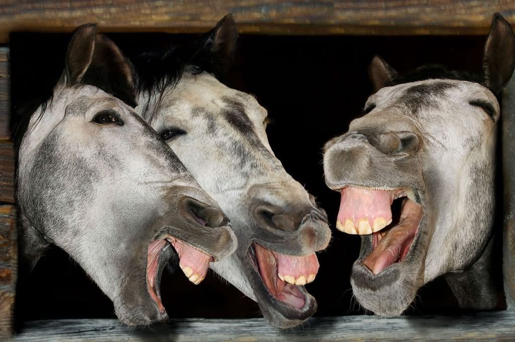 Donkeys-Laughing-Closeup-Face-Funny-Picture.jpg