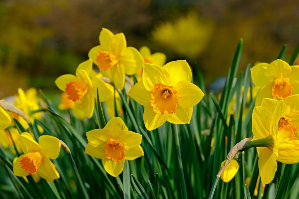 narcissus-4197646_1920-1024x683.jpg