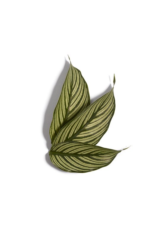 WMZ_Premium eco_Rose_Moodimage_single leaves_06.jpg