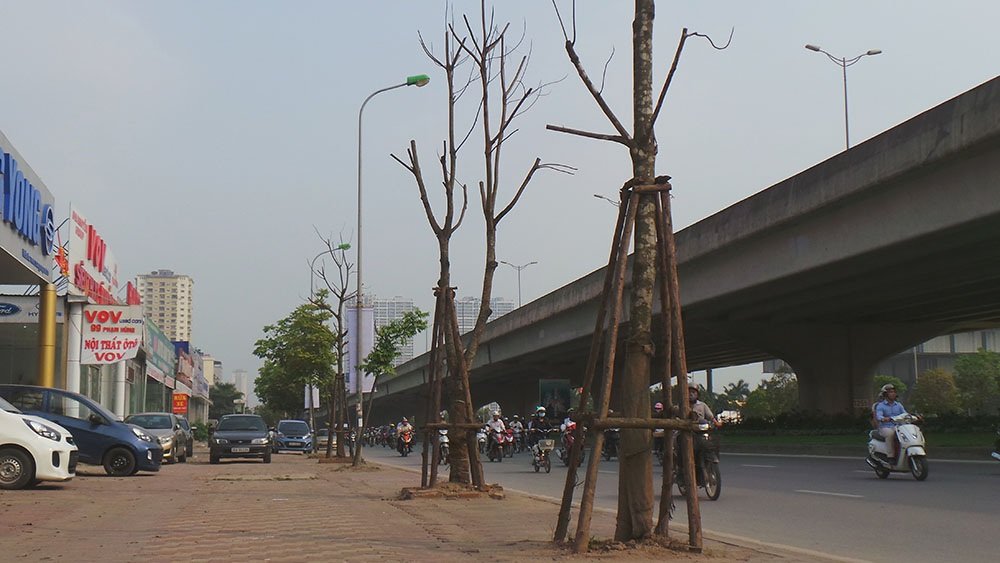 ha-noi-hang-cay-chet-kho-tren-duong-pham-hung-khuat-duy-tien.jpg