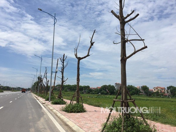 1592885226-ha-noi-hang-loat-cay-xanh-chet-kho-tren-duong-tram-ty.jpg