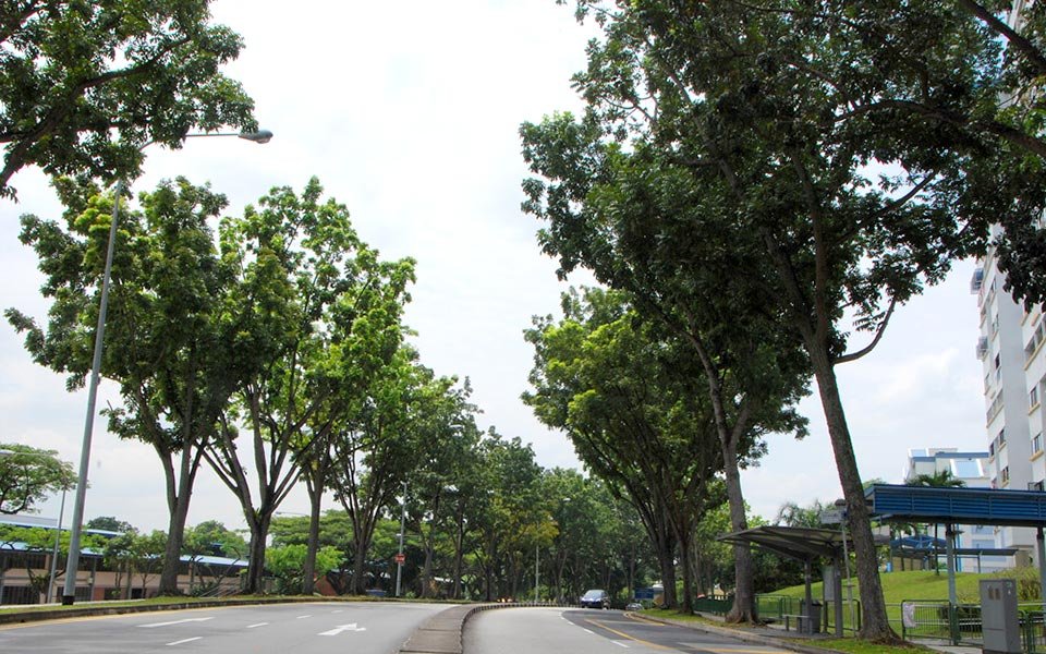 10-Types-Along-Singapore-Roads-5.jpg