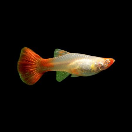 GSFlorida-albino-red-koi-guppy-450x450.jpg