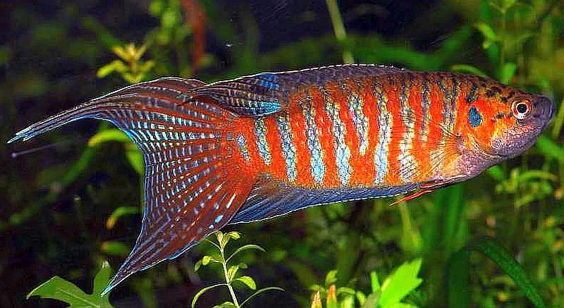 đỏ nhiều Paradise-fish-Macropodus-opercularis.jpg