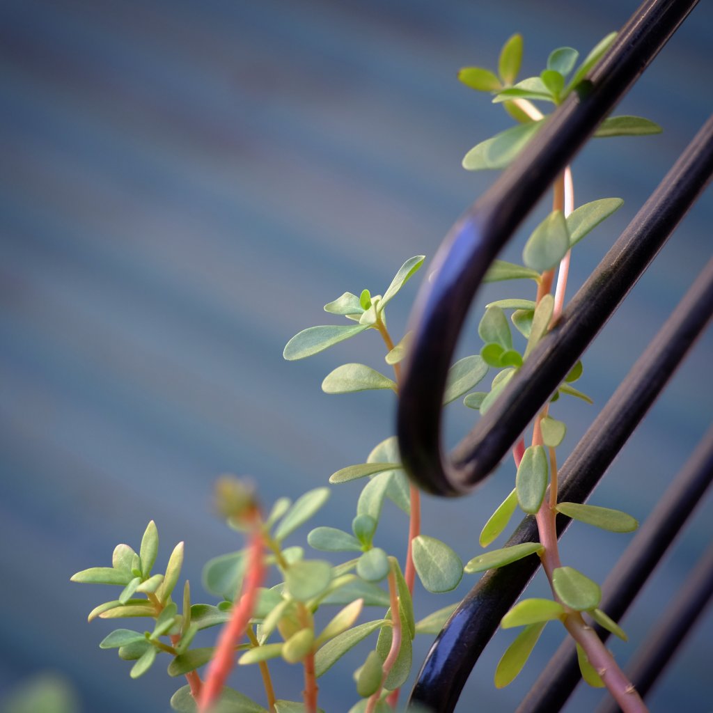 10736646-D01C-4C28-9C2A-30EB08F7C5F6.jpeg