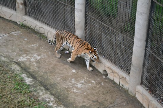 pyongyang-zoo.jpg