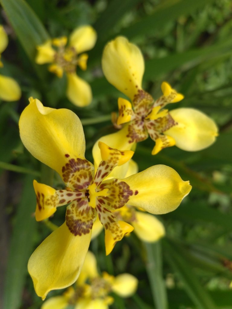 Neomarica-longifolia-yellow-D-scaled.jpg