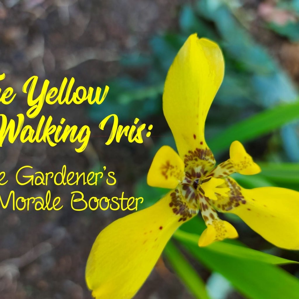 yellow-walking-iris-the-gardeners-morale-booster.jpg