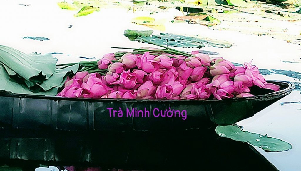 thuyen tra.jpg