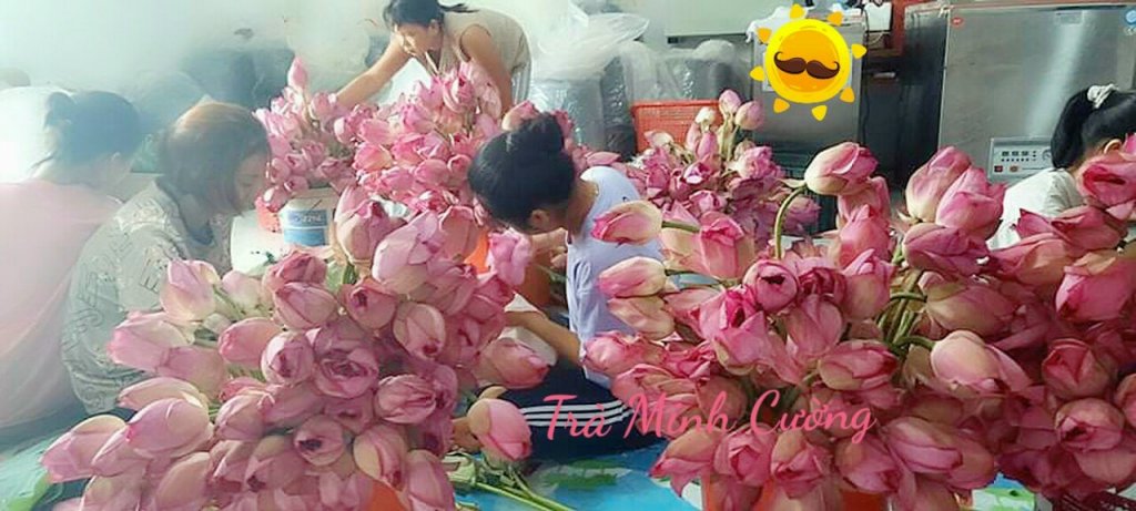 lam tra sen.jpg