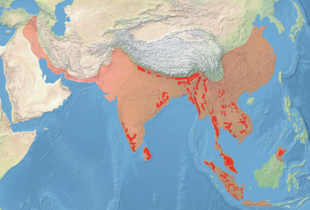 1280px-Elephas_Maximus_distribution_evolution_map.svg.png