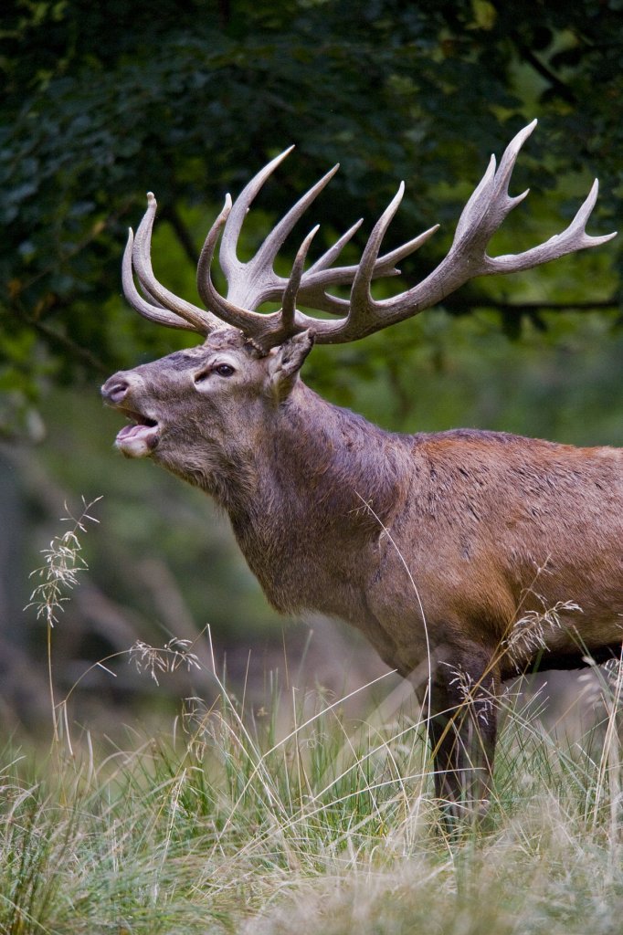 1200px-Red_deer_stag_2009_denmark.jpg