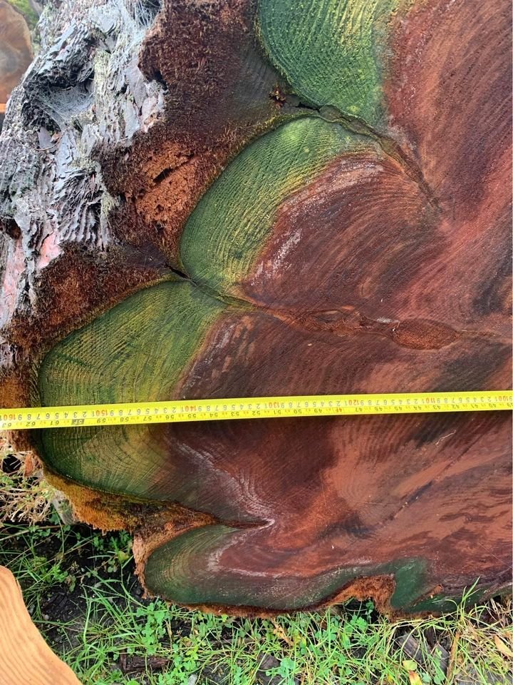 sequoia log 2.jpg