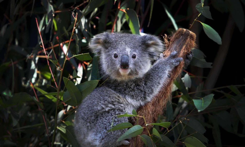 Thiên nhiên (5_2_1) Koala, gầu túi.jpg