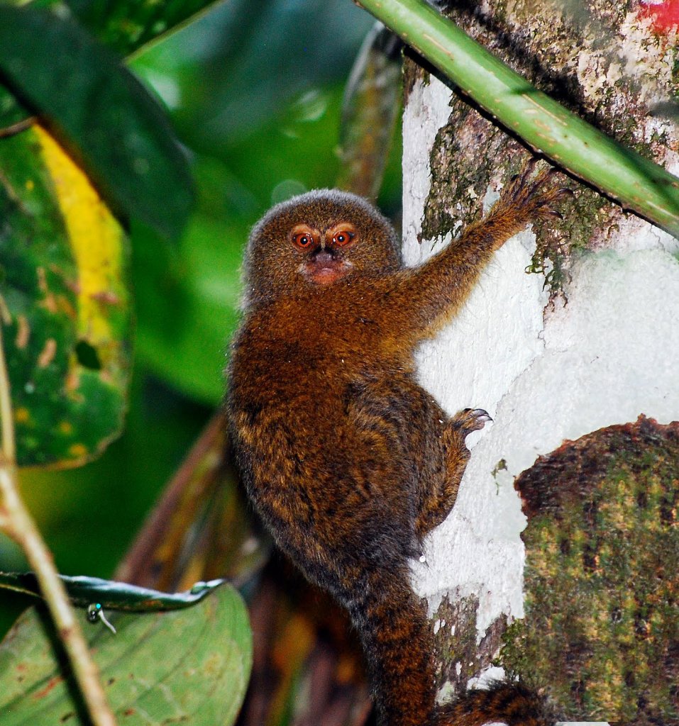 Карликовая мартышка. Карликовая игрунка Южной Америки. Cebuella pygmaea. Взрослая карликовая игрунка. Карликовая мартышка Cebuella pygmaea.