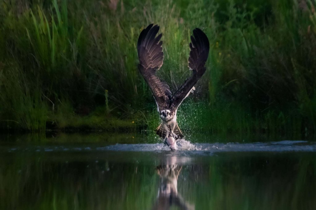 Thiên nhiên (64_1) Osprey, Mòng biển.jpg