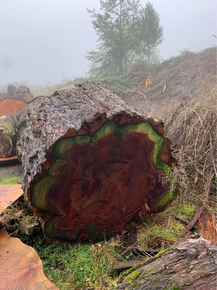 sequoia log 1.jpg