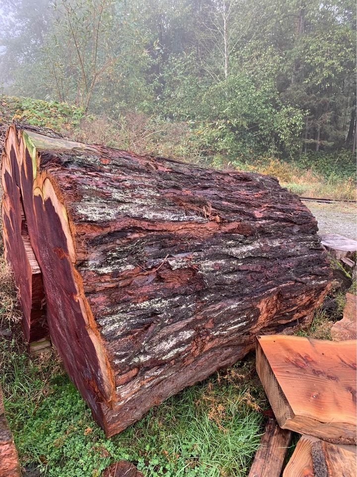 sequoia log.jpg