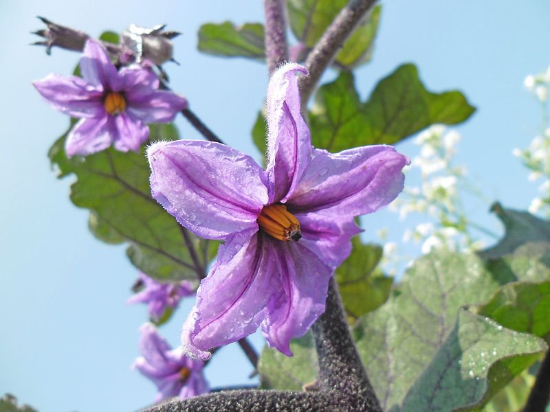 Eggplant_Flower.jpg