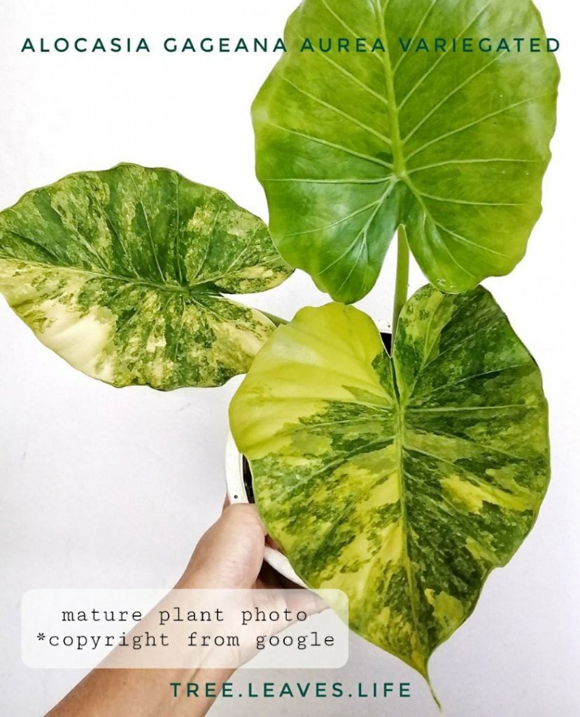 alocasia_gageana_aurea_1596459307_c33dde0d.jpg