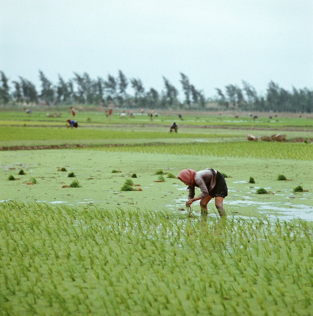 Việt Nam 1973 (1_105).jpg