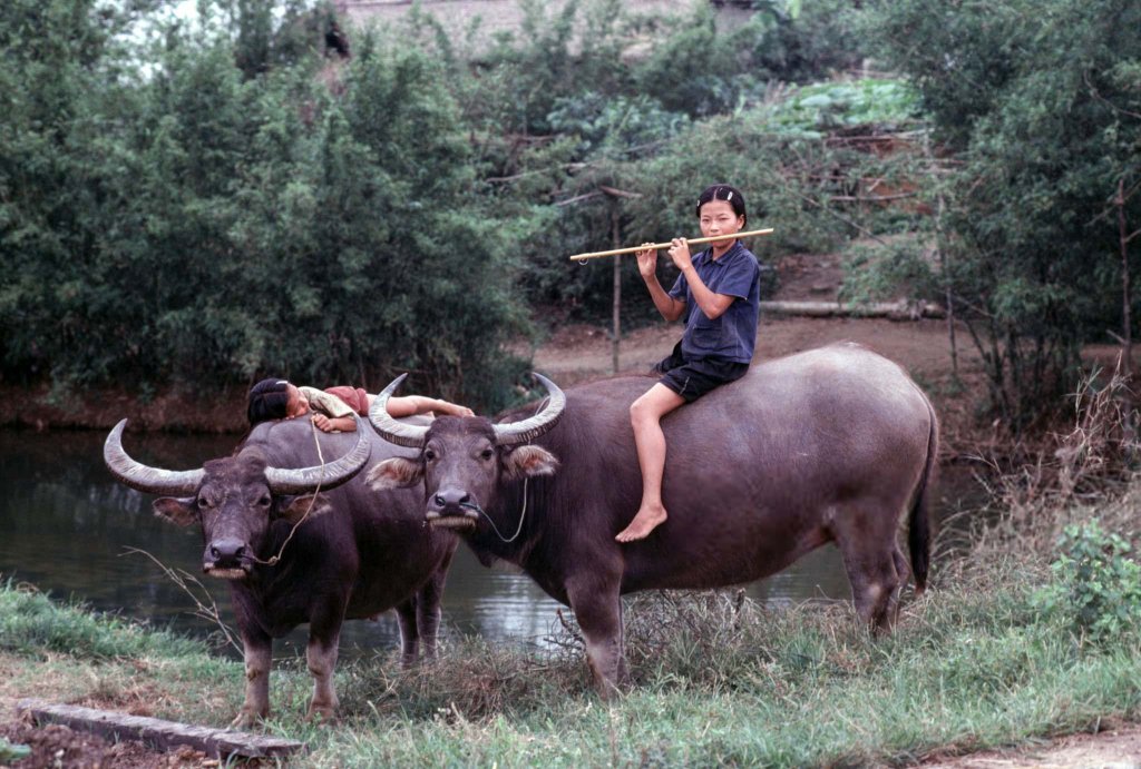 Việt Nam 1978 (x4).jpg