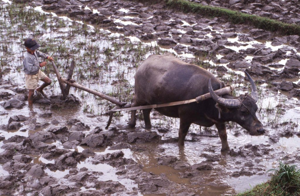 Việt Nam 1992 (3_33).jpg