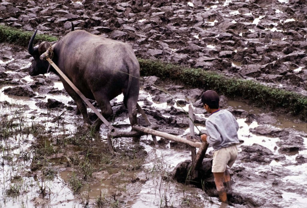 Việt Nam 1992 (3_34).jpg