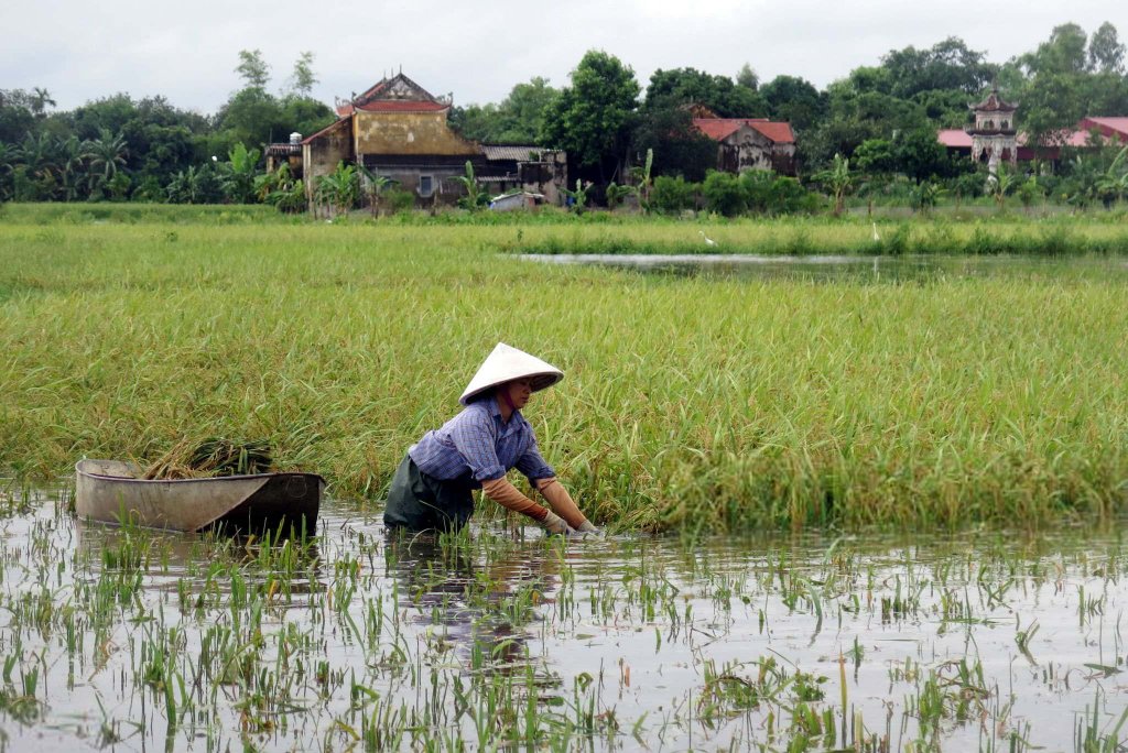 Việt Nam 2017_10_12 (4).jpg