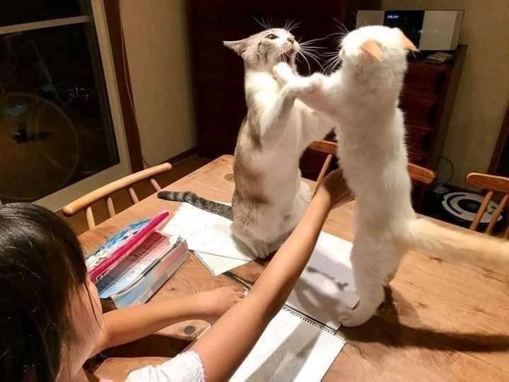 cat.jpg