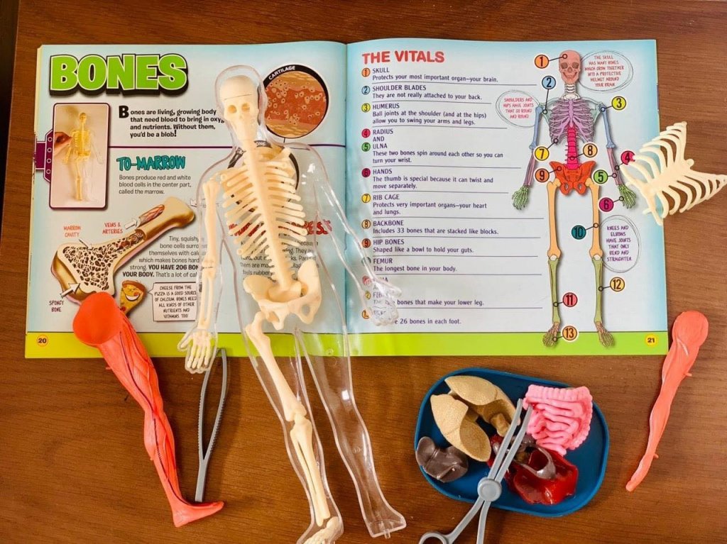Mô hình giải phẫu cơ thể người Squishy Human Body SmartLab Toys0.jpeg