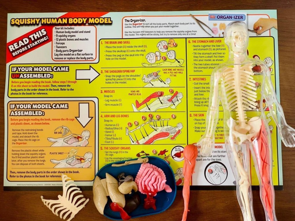 Mô hình giải phẫu cơ thể người Squishy Human Body SmartLab Toys1.jpeg