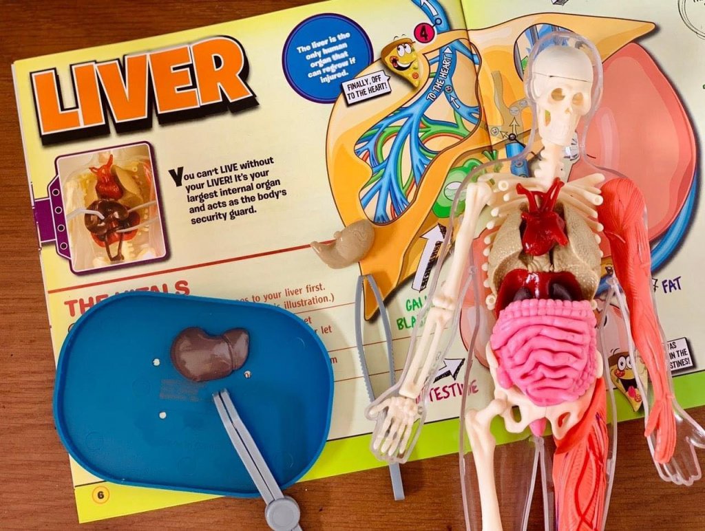Mô hình giải phẫu cơ thể người Squishy Human Body SmartLab Toys2.jpeg