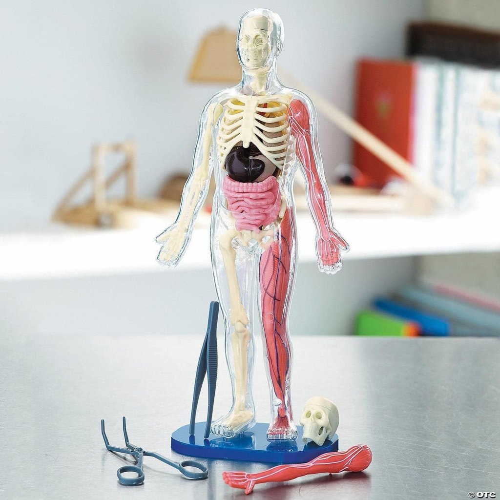 Mô hình giải phẫu cơ thể người Squishy Human Body SmartLab Toys3.jpeg