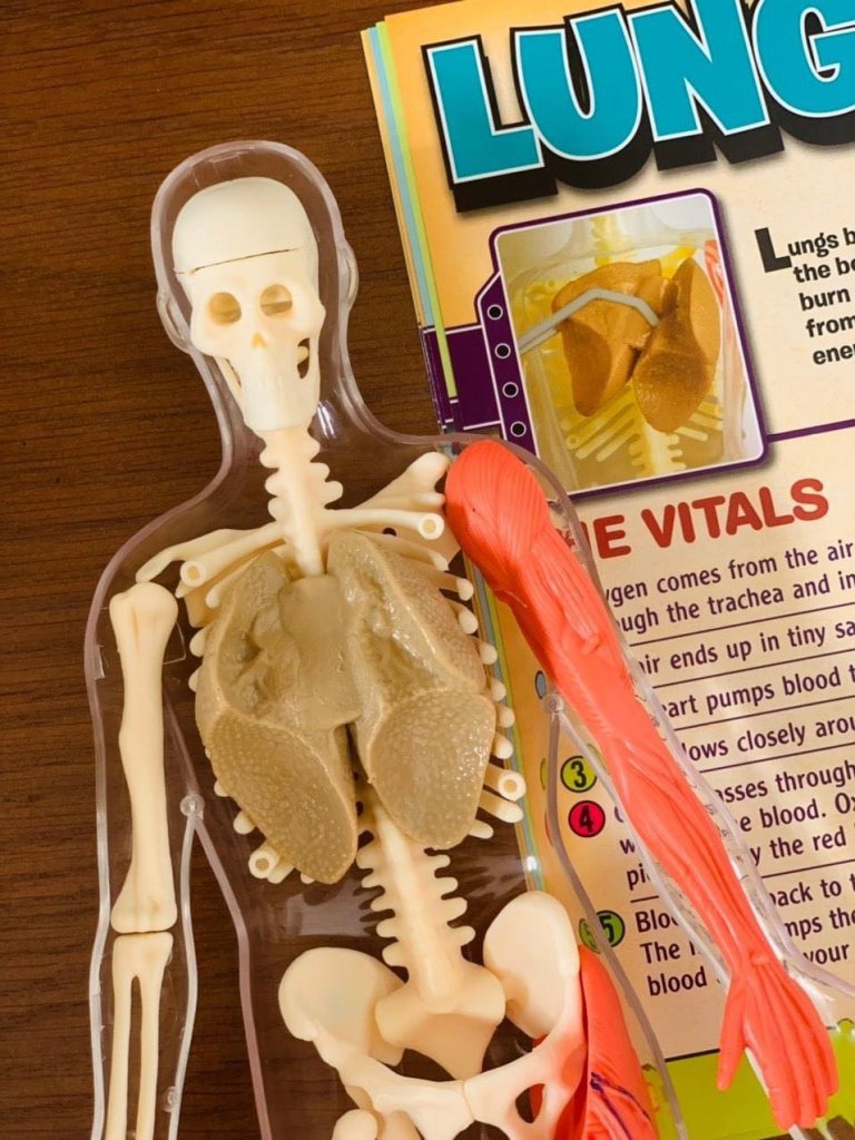 Mô hình giải phẫu cơ thể người Squishy Human Body SmartLab Toys5.jpeg