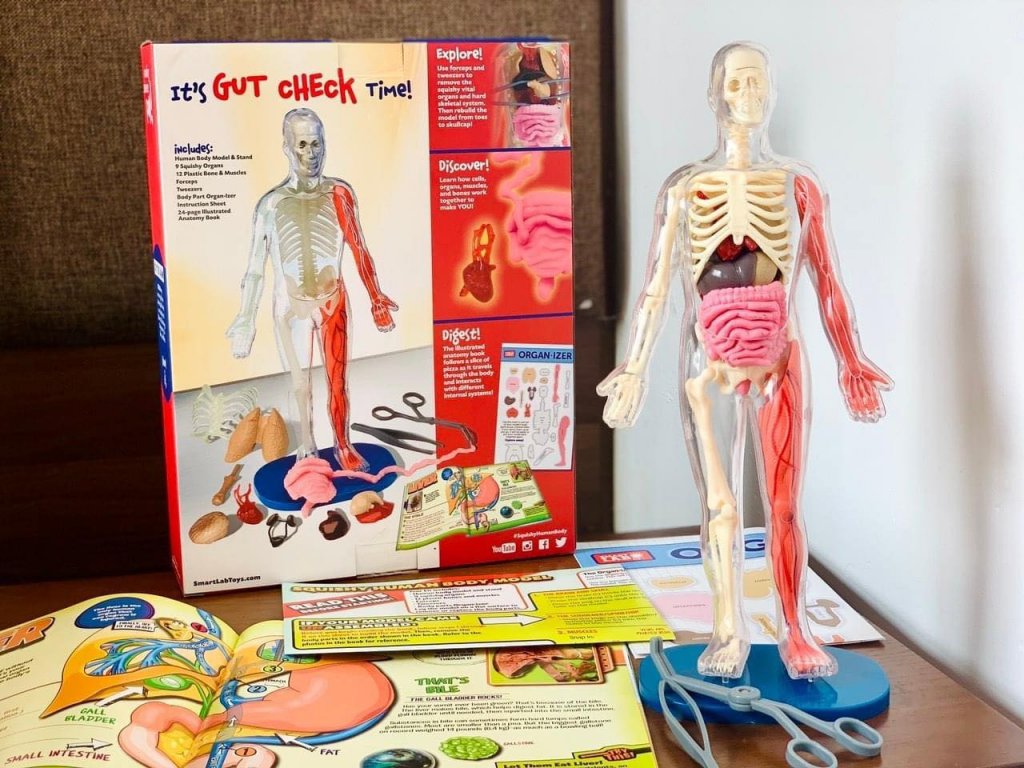 Mô hình giải phẫu cơ thể người Squishy Human Body SmartLab Toys6.jpeg