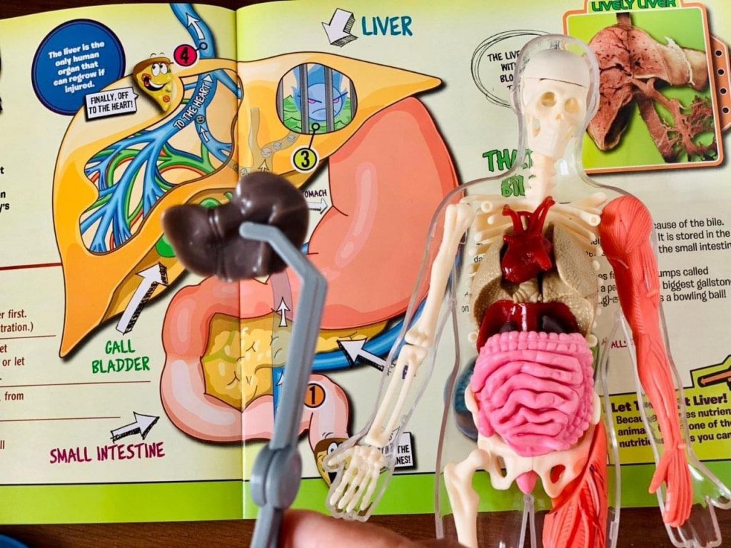 Mô hình giải phẫu cơ thể người Squishy Human Body SmartLab Toys7.jpeg