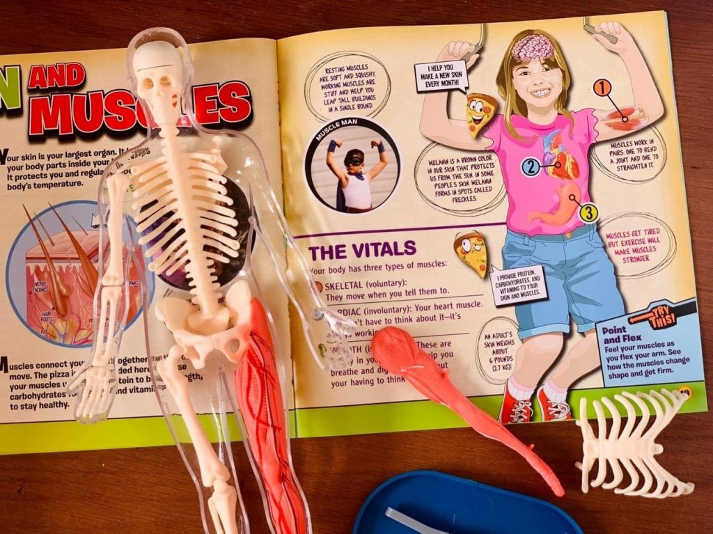 Mô hình giải phẫu cơ thể người Squishy Human Body SmartLab Toys10.jpeg