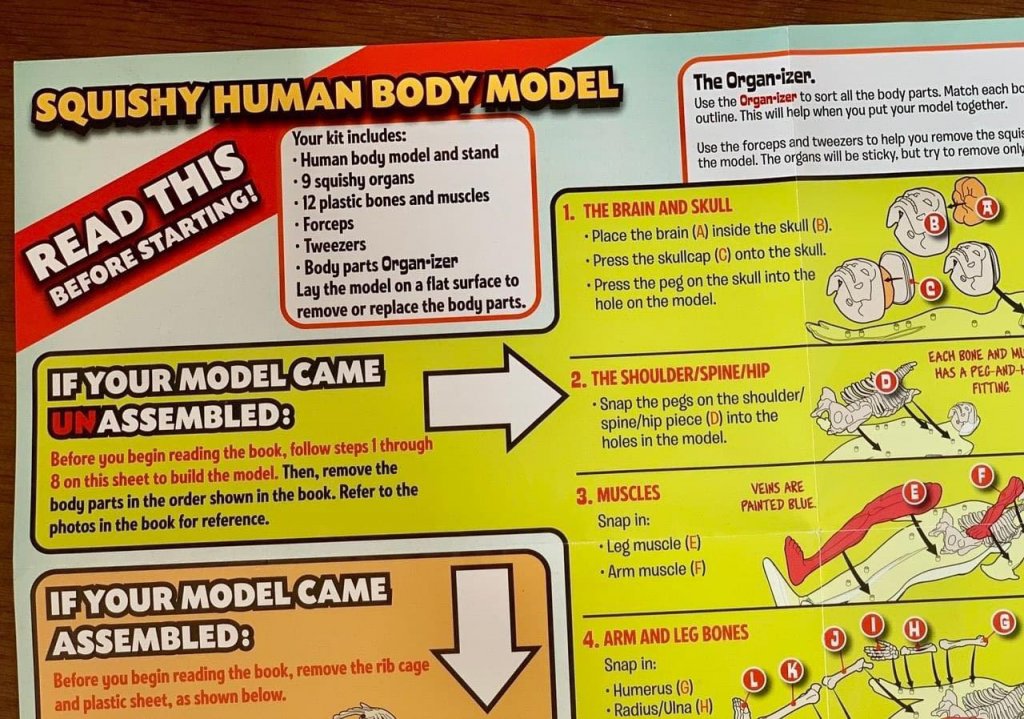 Mô hình giải phẫu cơ thể người Squishy Human Body SmartLab Toys13.jpeg