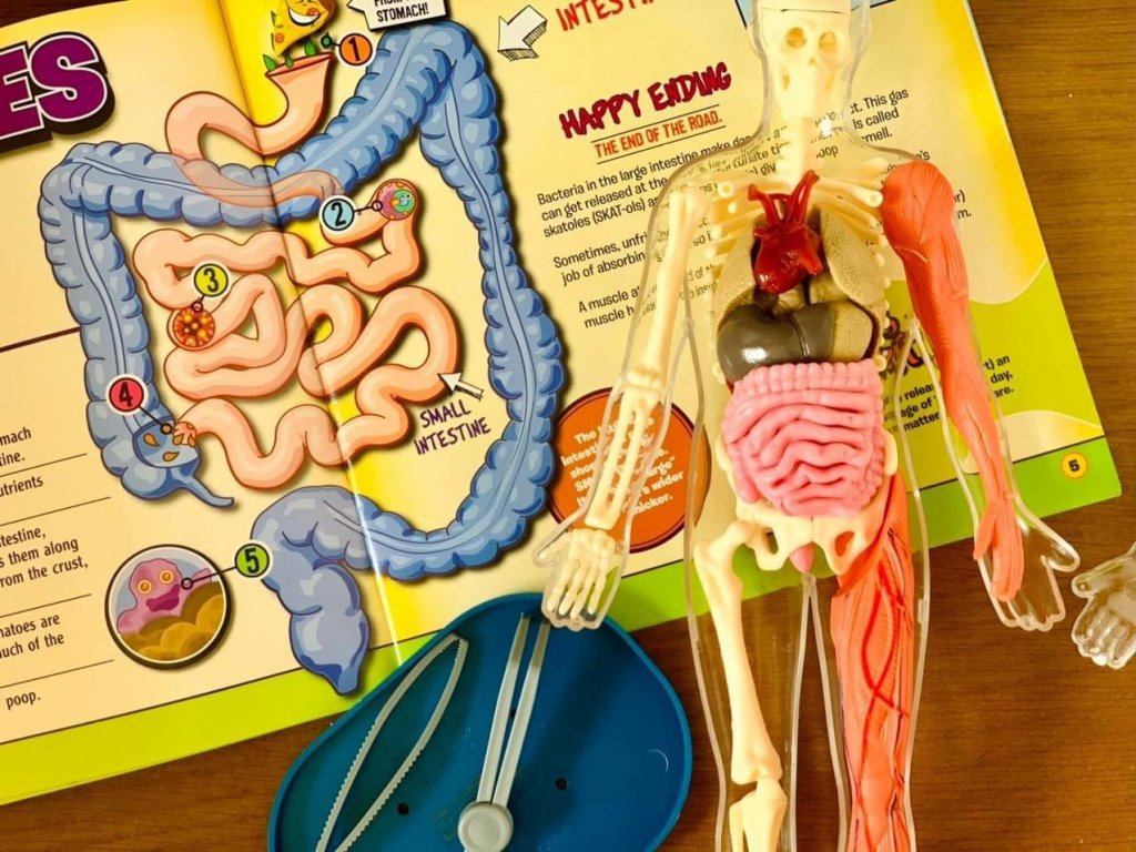 Mô hình giải phẫu cơ thể người Squishy Human Body SmartLab Toys15.jpeg