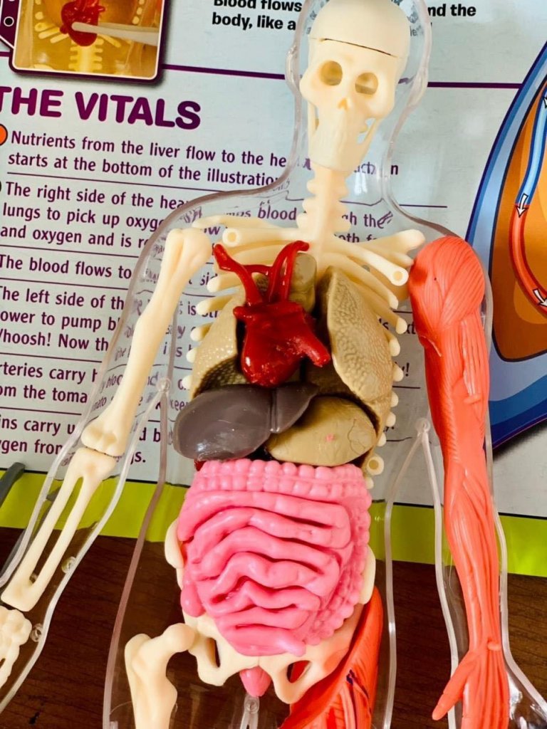 Mô hình giải phẫu cơ thể người Squishy Human Body SmartLab Toys16.jpeg