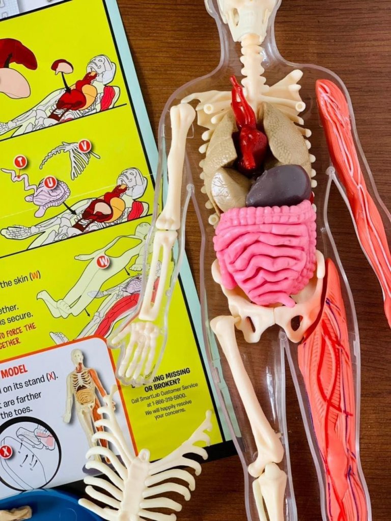 Mô hình giải phẫu cơ thể người Squishy Human Body SmartLab Toys20.jpeg