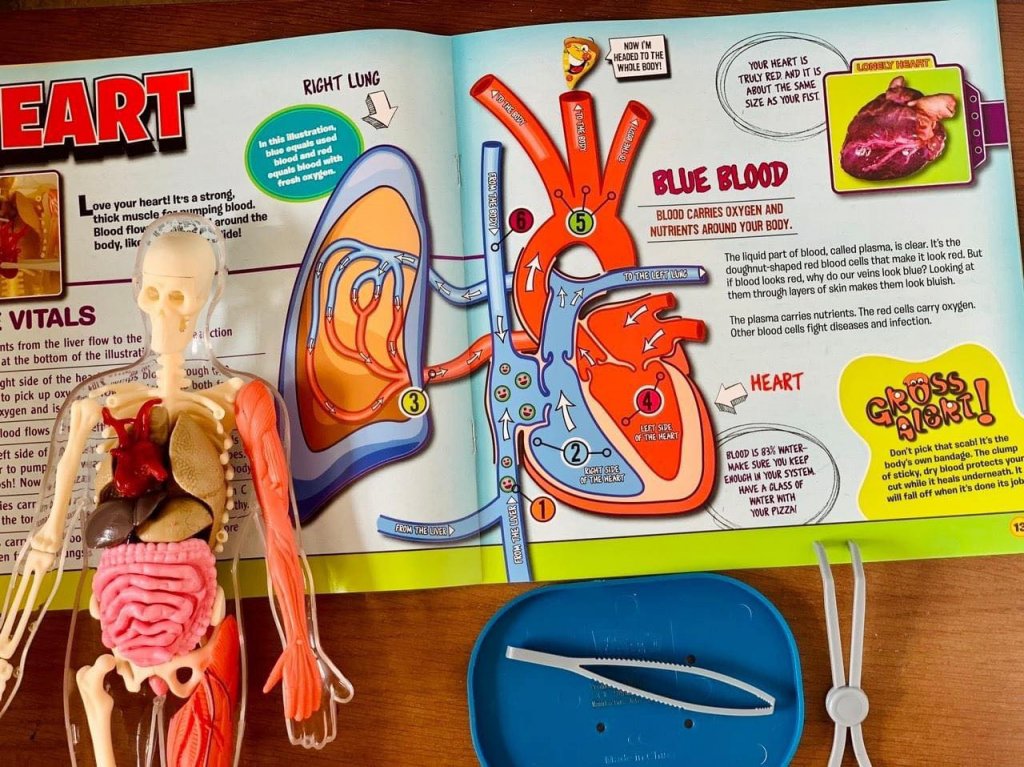 Mô hình giải phẫu cơ thể người Squishy Human Body SmartLab Toys21.jpeg