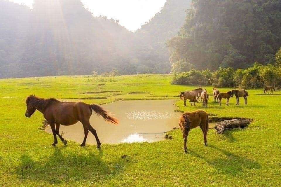 Đồng Lâm 004.jpg