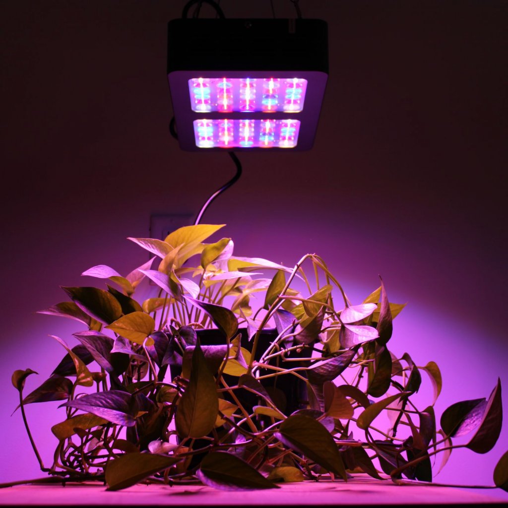 best_led_grow_light.JPG