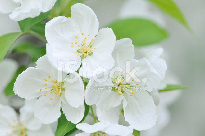 5976503-white-crabapple-flowers.jpg