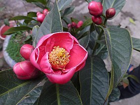 Hoa_hải_đường_(Camellia_amplexicaulis).JPG